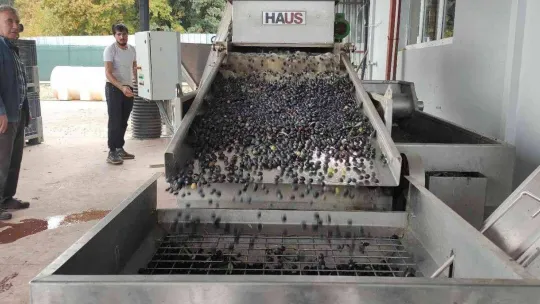 Zeytinyağına büyük talep...Üretimin yarısı ihracata gidiyor