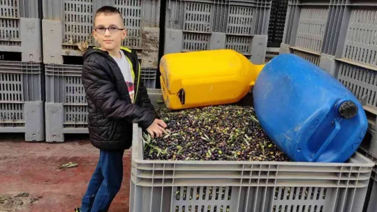 Zeytinyağına büyük talep...Üretimin yarısı ihracata gidiyor