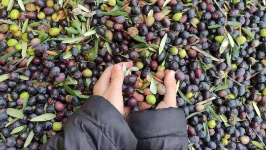 Zeytinyağına büyük talep...Üretimin yarısı ihracata gidiyor