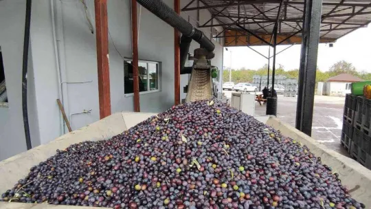 Zeytinyağına büyük talep...Üretimin yarısı ihracata gidiyor
