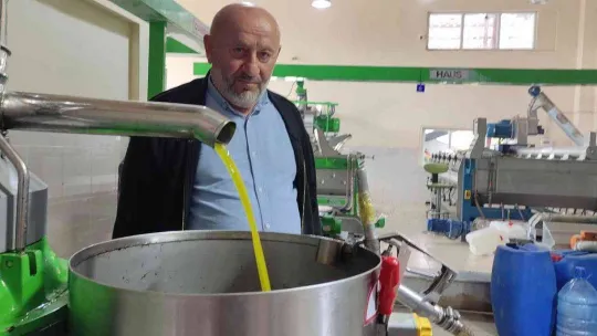 Zeytinyağına büyük talep...Üretimin yarısı ihracata gidiyor