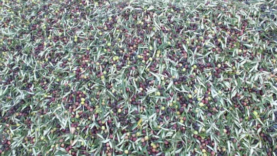 Zeytinyağını renkli cam şişelerde saklayın