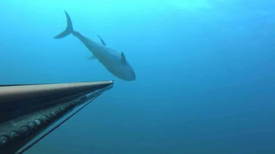 Zıpkınla 100 kiloluk orkinos avladı