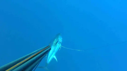 Zıpkınla 100 kiloluk orkinos avladı