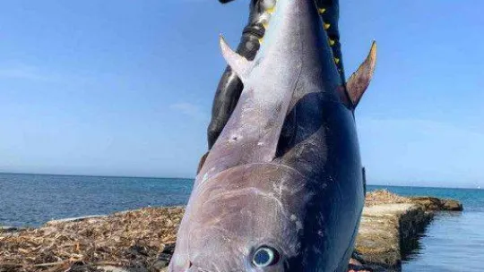 Zıpkınla 100 kiloluk orkinos avladı
