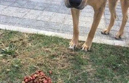 Çilli Anaokulu çocukları can dostlarını unutmadı