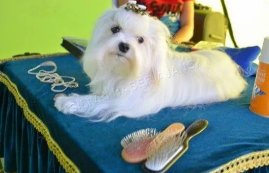 Köpek Irklari 4. Kez Silivri'de Yarıştı