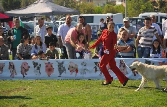 9 Ülkeden 290 Köpek Yarıştı