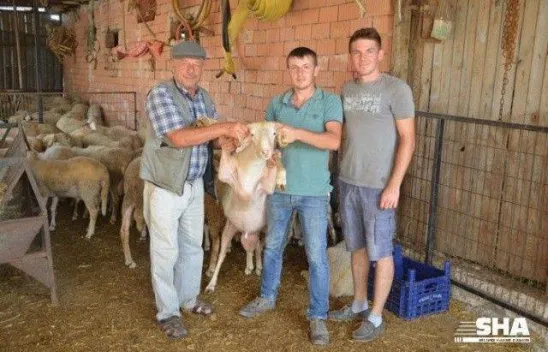 Aktaş çiftliğinde Kurbanlık satışları devam ediyor.