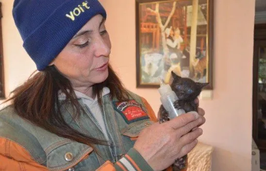 Evinde yüzlerce kedi ve köpekle yaşıyor