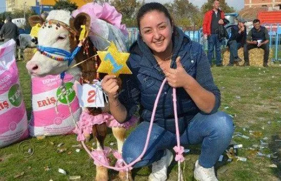 Silivri'de 'En Güzel Buzağı' Yarışması