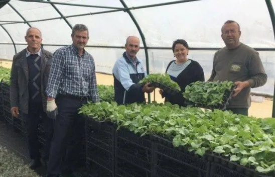 Selimpaşalı Üreticiler Kavun ve Bamyada İddialı