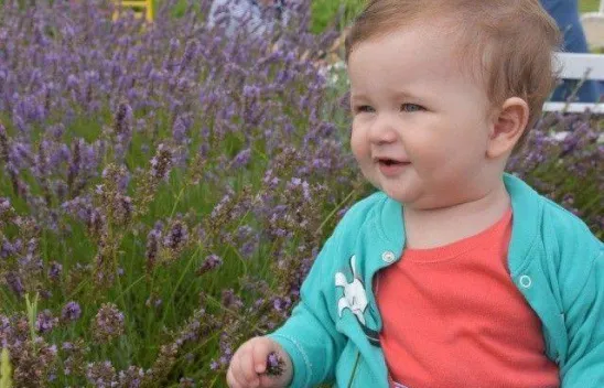 Lavanta Hasat Şenliği yapıldı