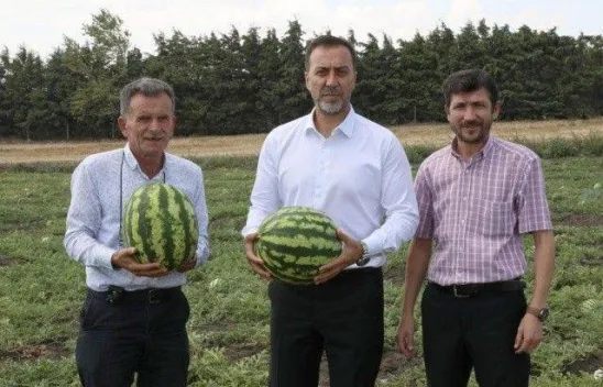 Başkan Yılmaz Karpuz ve Domates Hasadı Yaptı