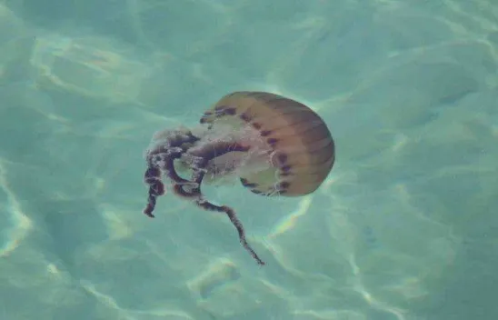 Dünyanın en zehirli türlerinden biri bu seferde Tekirdağ kıyılarında görüldü