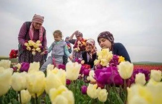 İBB Desteği Kesince İstanbul'da Lale Üretimi Durdu