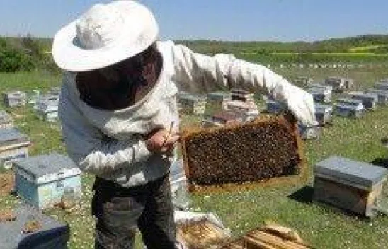 Arılarıyla bin 500 kilometre yol yaptılar