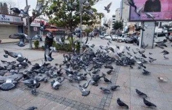 Aç kalan güvercinleri polisler besledi