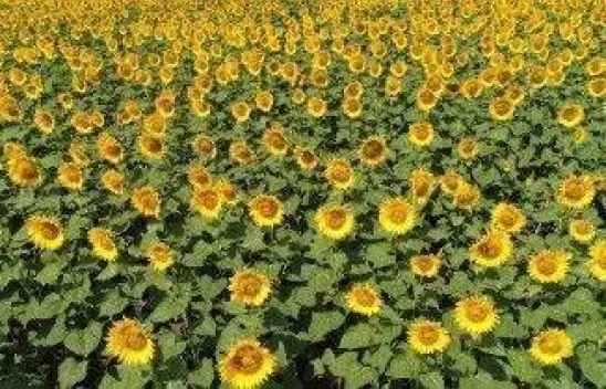Milyonlarca ayçiçeğinin havadan görüntüsü mest etti