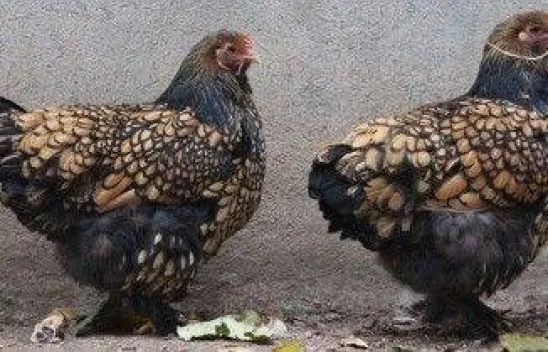 Süs Tavukları yetiştiricileri Silivri'de buluştu