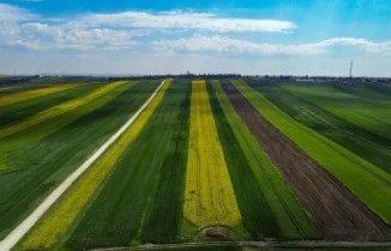 Kanola tarlalarında ekim yüzde 50 azaldı