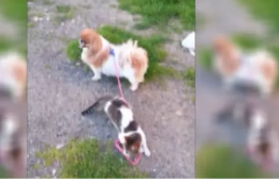 Herkül'le Kanka'sının dostluğu