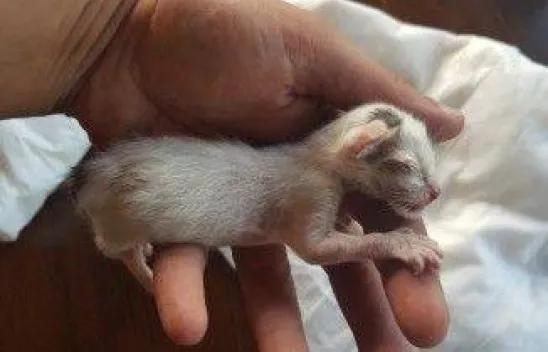 Ölmek üzereyken kurtarıldı!