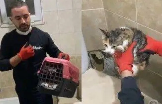 Yavru kedi detektörle kurtarıldı