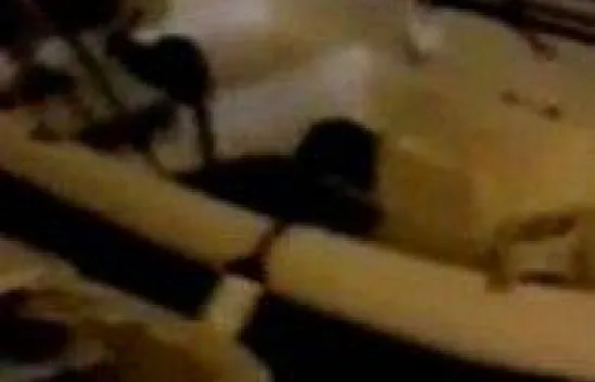 Kayıklar su samurlarının oyun alanı oldu