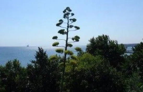 Silivri'de 'Agave' çiçek açtı