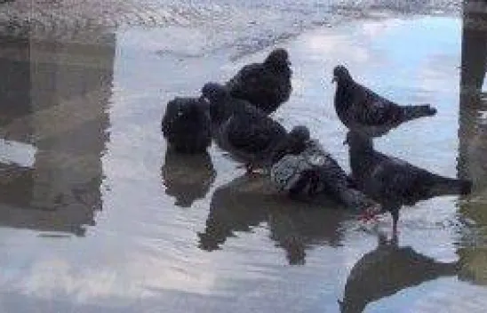 Silivri sahilinde, güvercinlerin banyo keyfi