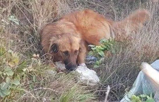 &quotİstanbul'un ormanları belediyelerin ölüm kampı!&quot