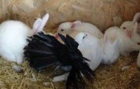 Tavşan yavrularına güvercin annelik yapıyor