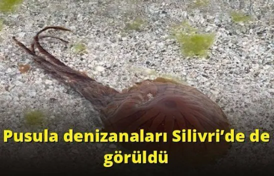 Pusula denizanaları Silivri'de de görüldü
