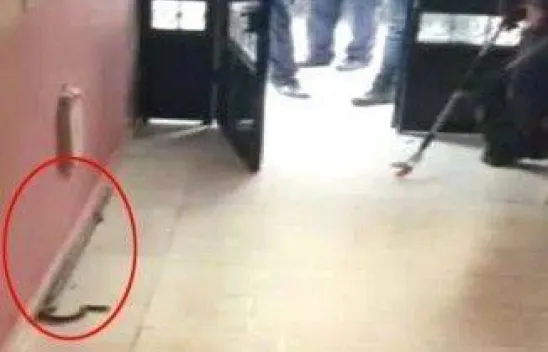 Apartmana giren yılan paniğe neden oldu