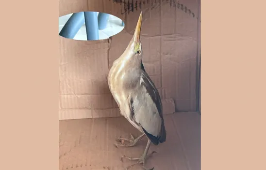 Silivri'de nesli tükenmek üzere olan 'balaban kuşu' bulundu