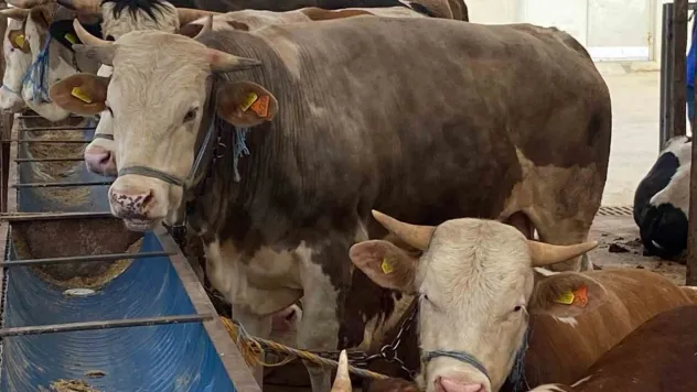 'Gözyaşı akan, tüyleri mat ve karışık olan kurbanlıktan uzun durun'