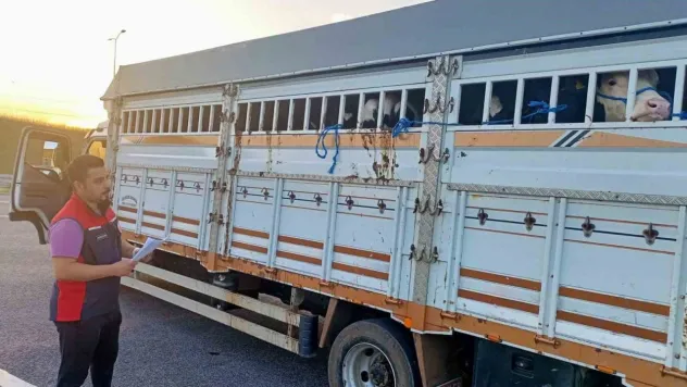 1915 Çanakkale Köprüsü'nde kurbanlık hayvan denetimi