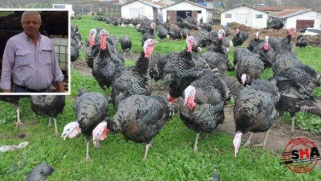 Yılbaşı hindileri satışa sunuldu