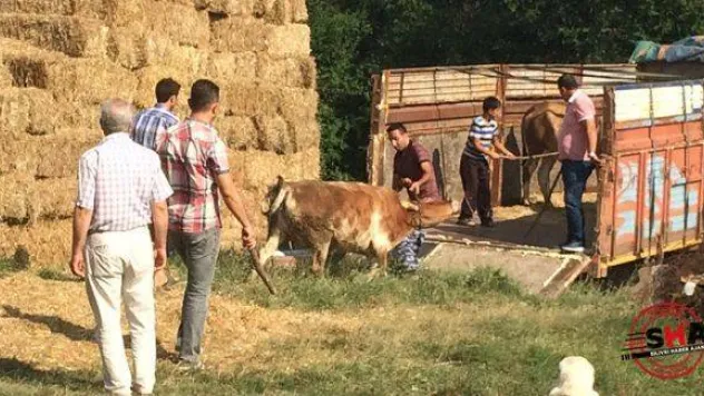 Büyükçavuşlu'da 'kaçak' operasyonu