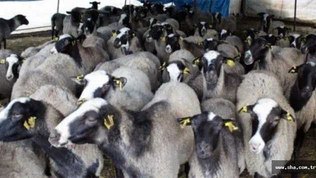 Kurbanlık fiyatları belli oldu!