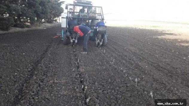 Silivri topraklarında tıbbi ve aromatik bitkilere teşvik