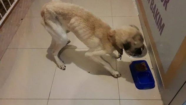 Haftalarca aç bırakılan köpek ölmek üzereyken bulundu