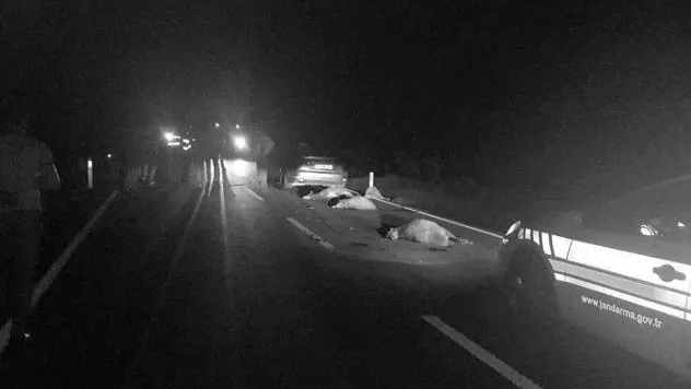 Çayırdere'de otomobil sürüye daldı: hayvanlar telef oldu