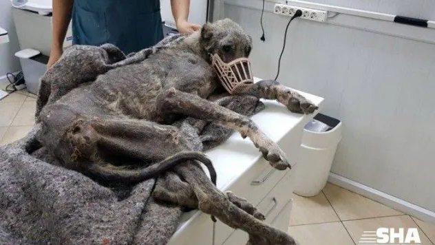 Silivri'de kangal cinsi köpek açlıktan ölmek üzereyken bulundu
