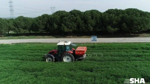 Yerli Arpa Tohumu İçin Üretim Çalışmaları Devam Ediyor
