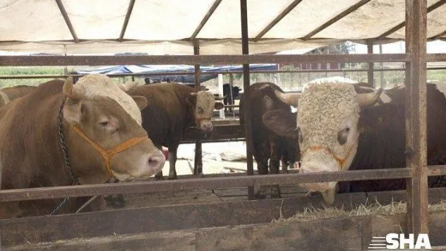 Silivri Kurban Bayramı'na Hazır