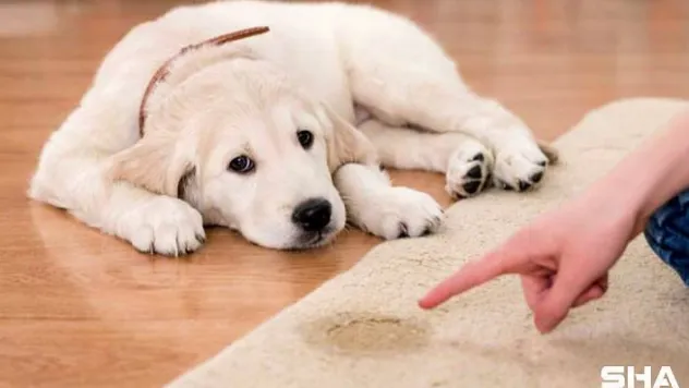 Köpeklerde Beslenme ve Eğitim !