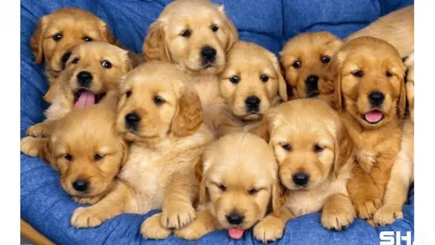 Türkiye'nin En İyi Köpek Eğitmenleri