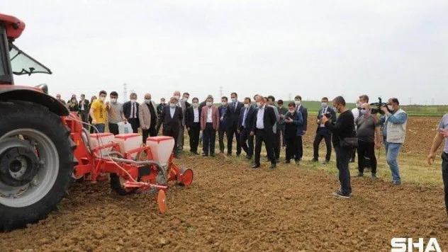Yerli ve Milli Ayçiçeği Ar-Ge Ekimi Yapıldı
